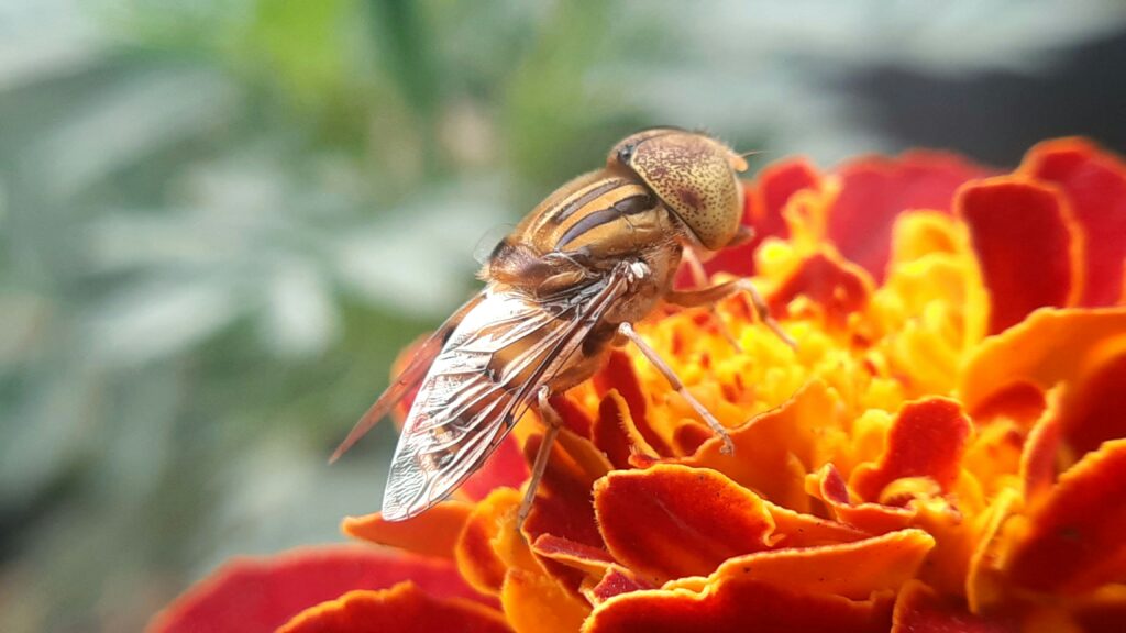 Collage showing various species of pollinating flies from different families