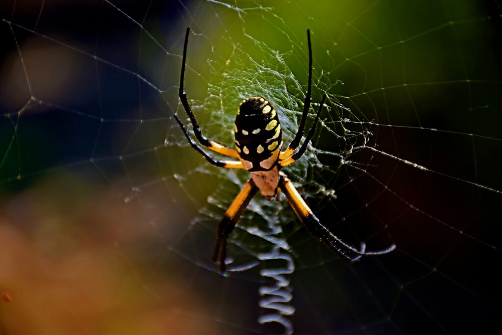 Spider mid-jump with visible silk thread attached to its base