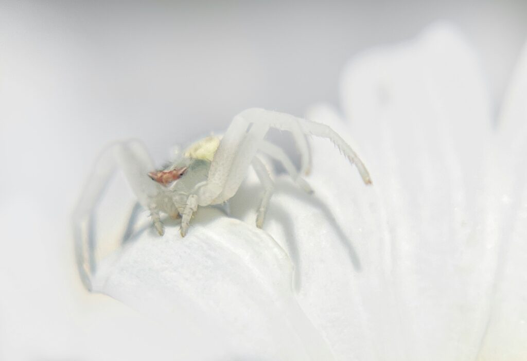 A black tarantula with bold white stripes on its legs in a defensive but calm pose