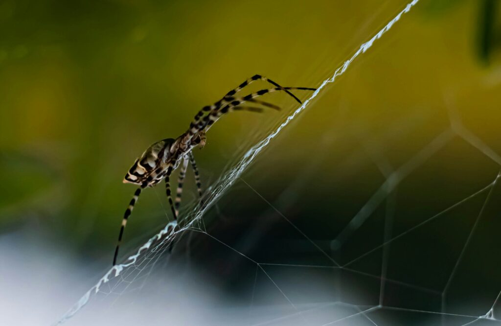Jumping spider mid-leap evading a predator