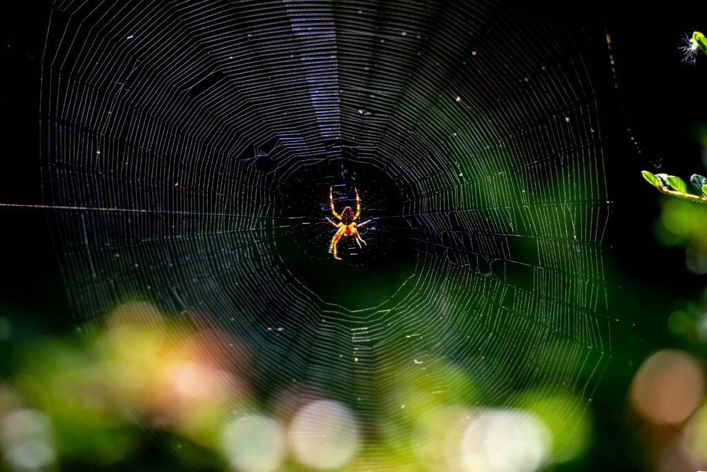 Citizen scientist using UV flashlight to observe spiders at night