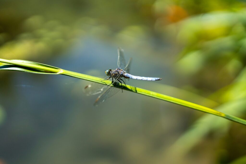 Aquatic insect larvae in a clear stream, filtering and cleaning the water