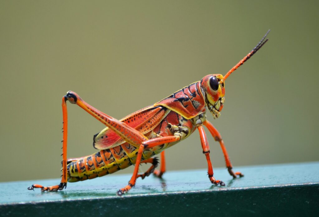 Grasshopper with brown and green patches on dry seasonal grass
