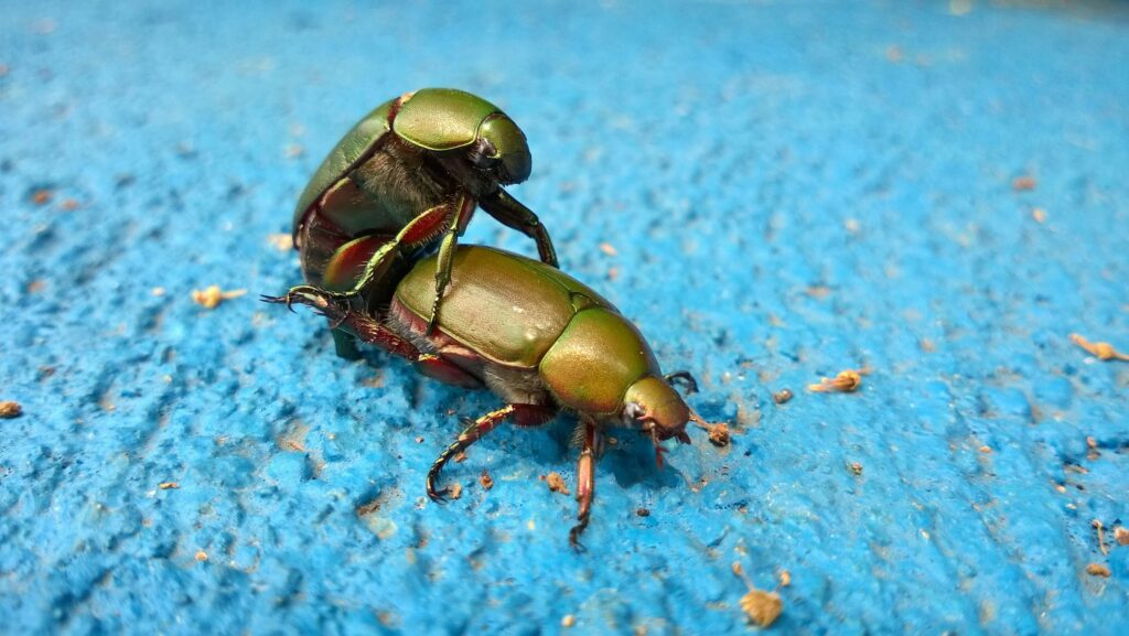 Two male rhinoceros beetles clashing horns in a territorial fight