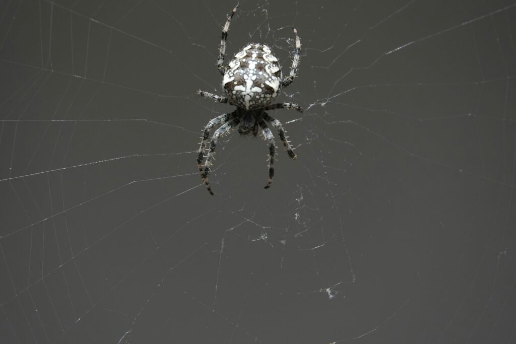 Scientist using spider fluorescence in laboratory research