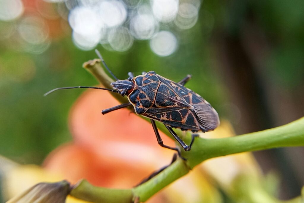 Calendar showing seasonal life stages and active periods of soldier beetles