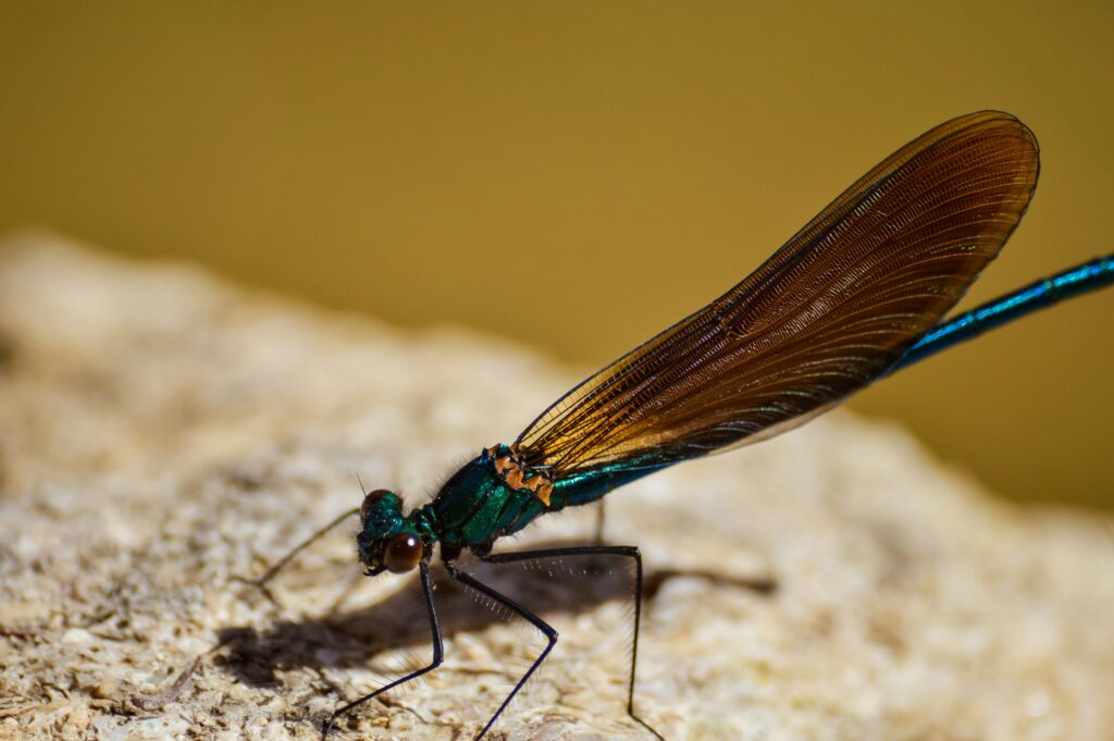 Damselfly showing vivid blue coloration next to a duller one on a reed