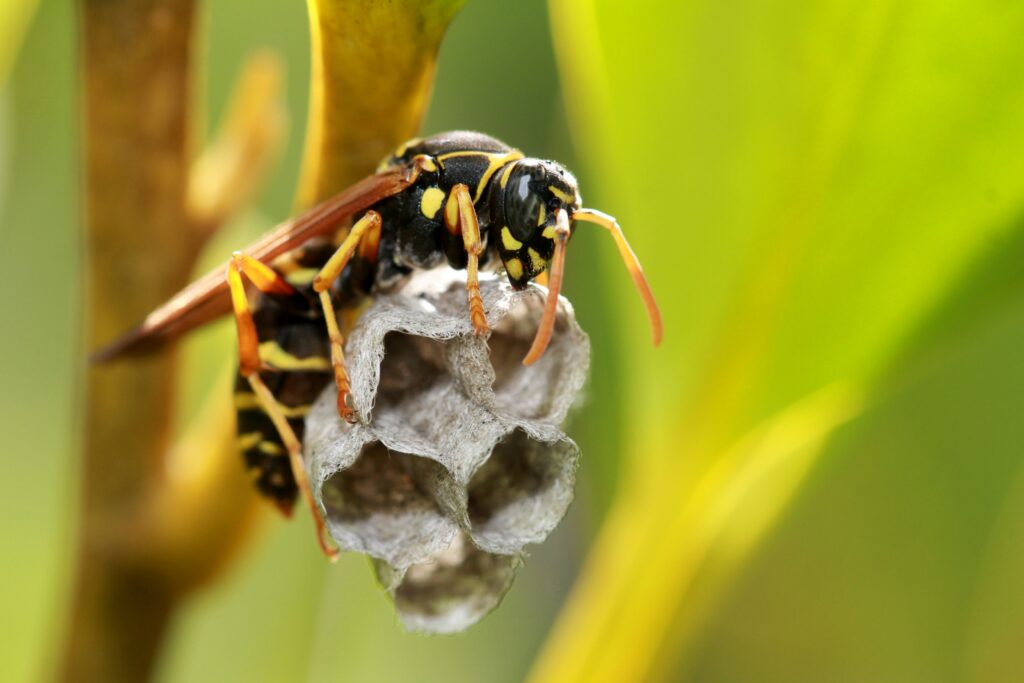Chart showing pest reduction and crop yield increase in farms using wasps