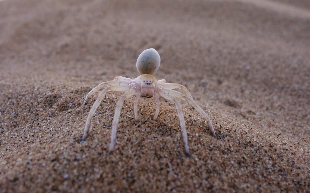 Spider burrowing to escape daytime heat or conserve warmth
