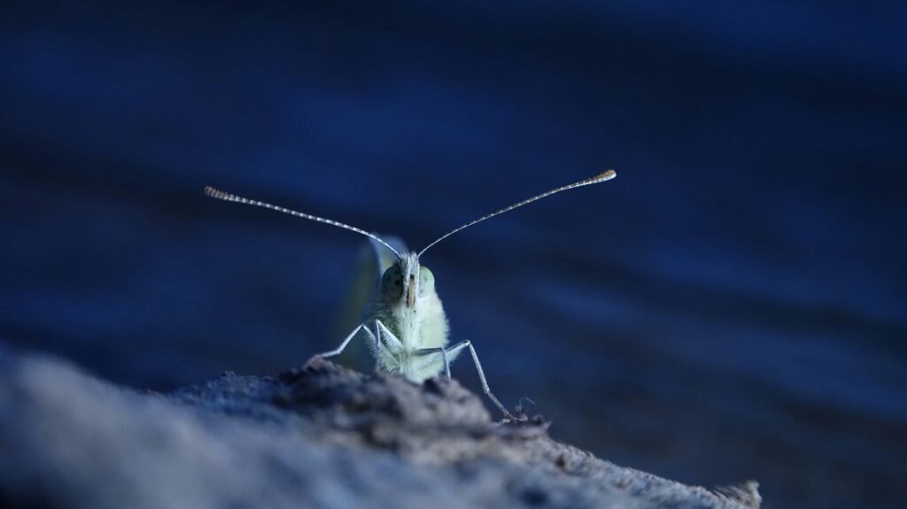 Two crickets communicating using chirping sounds detected by leg ears