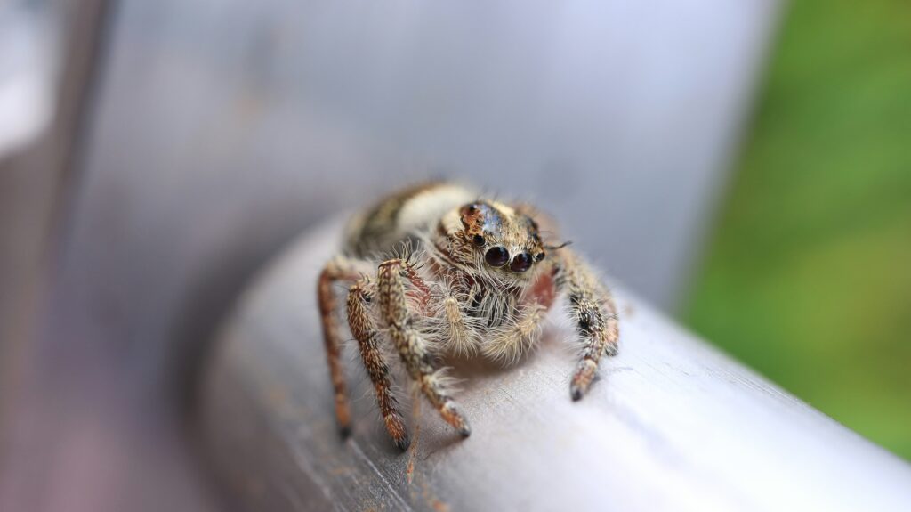 Child observing a jumping spider through a magnifying glass in a backyard