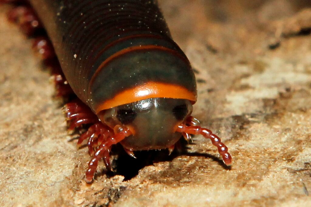 A large cockroach walking on forest floor, known for long lifespan