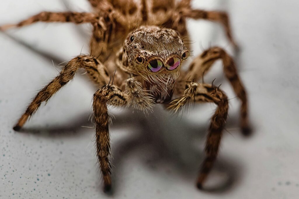 A golden-beige tarantula on desert sand, calm and still