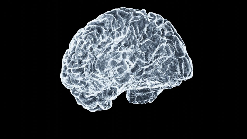 Medical illustration of brain with stroke highlighting potential spider venom treatment pathway