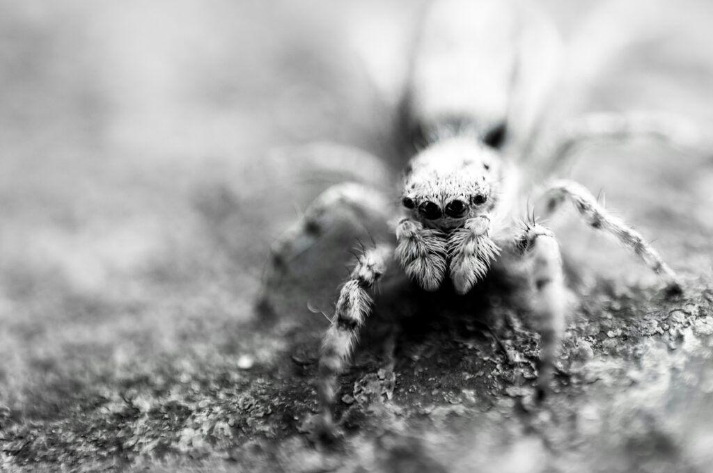 An infographic highlighting common myths and facts about venomous spiders