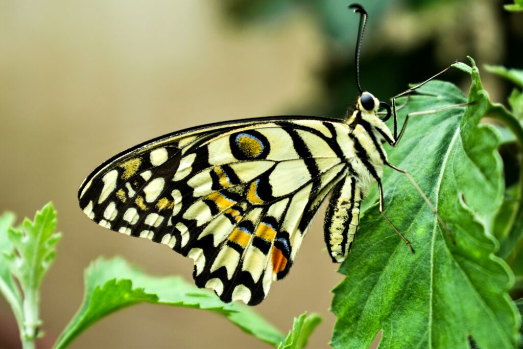 Illustration showing how butterfly eyespots mislead predator vision
