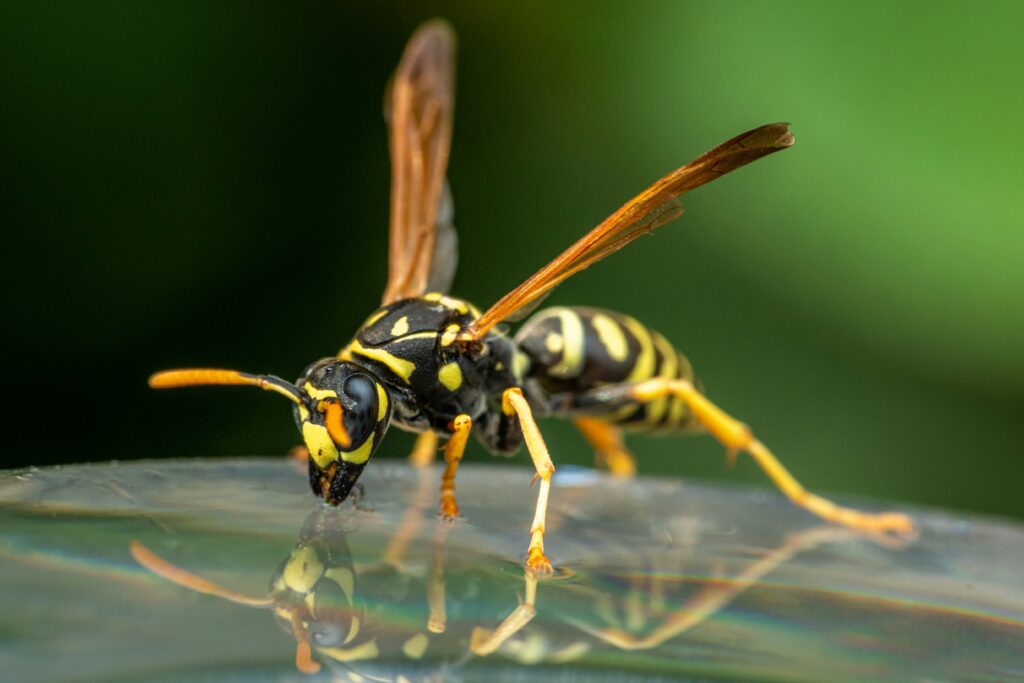 Futuristic farming concept showing wasps and technology in integrated pest systems