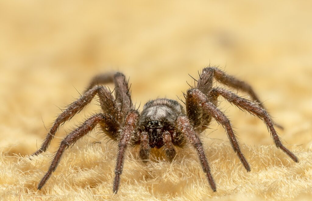 A labeled warning image of aggressive tarantula species to avoid handling