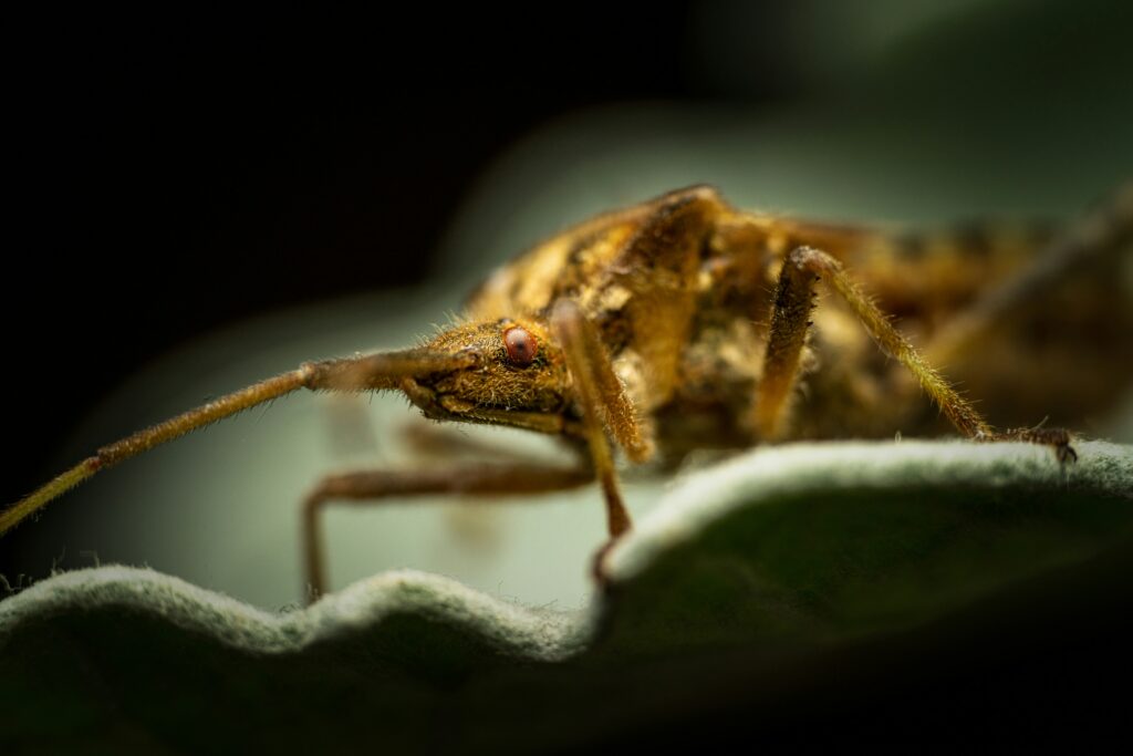 Insect reacting to predator using sound sensed through its leg-based ears