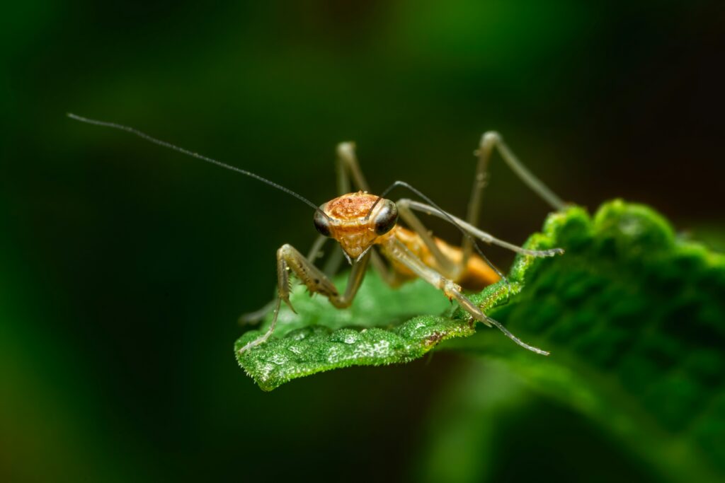Concept image of a robotic sensor system inspired by cricket leg ears