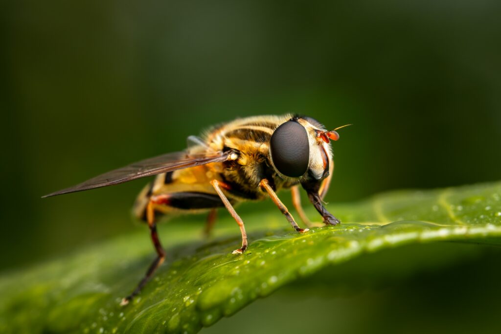 Fly pollinating a vegetable or fruit crop in a field