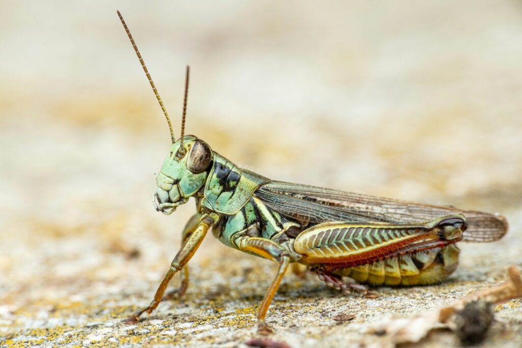 Split image showing solitary locust on left and swarming locusts on right