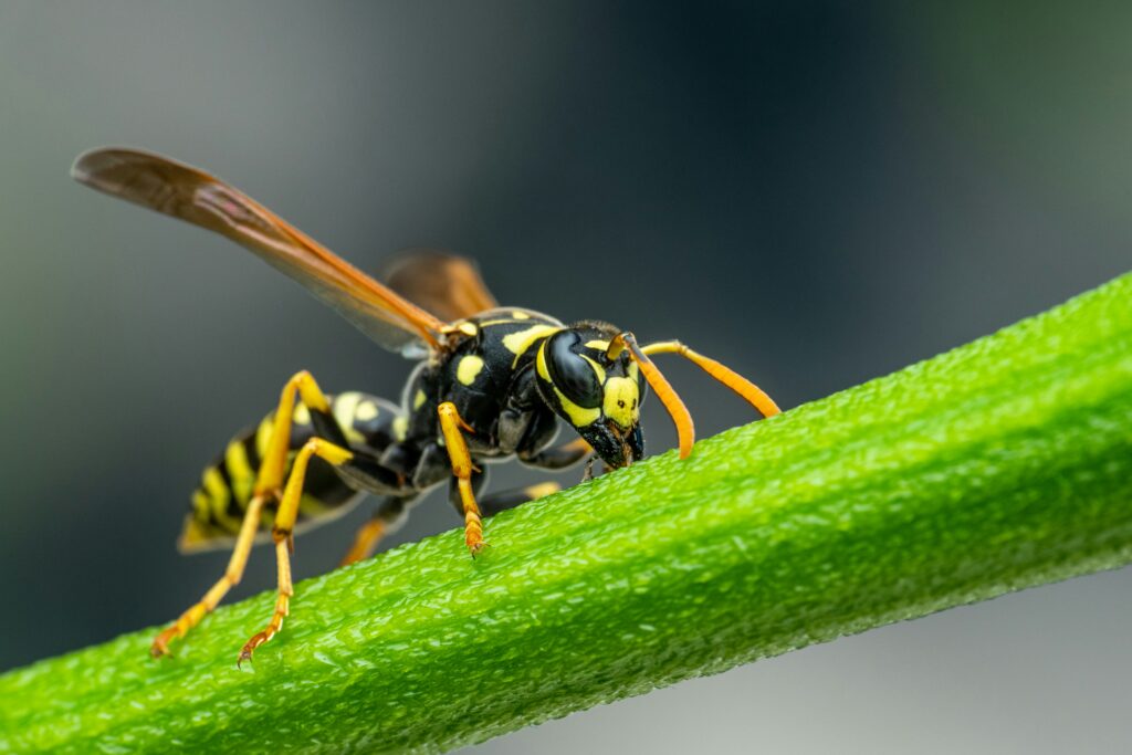 A wasp perched on a crop plant targeting harmful pests naturally