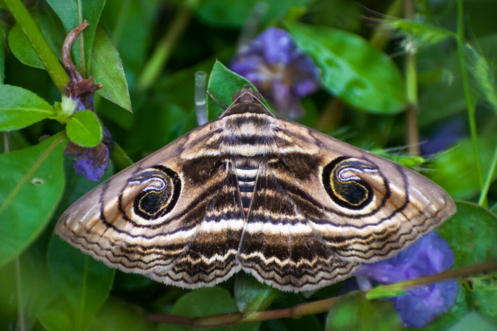 Butterfly with exaggerated eyespots appearing larger than actual size