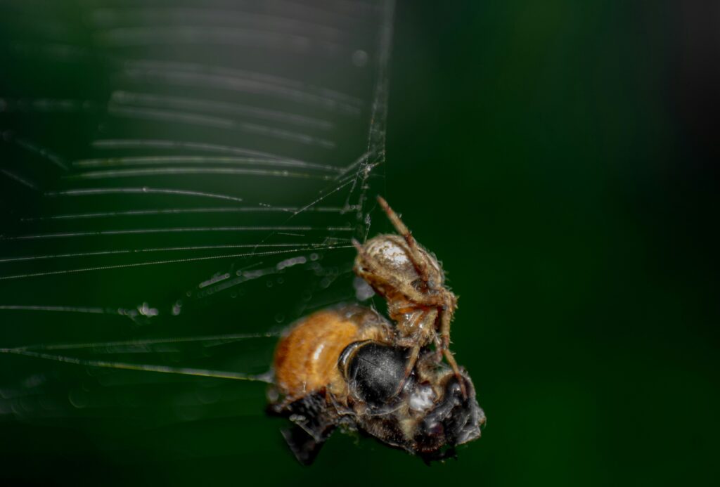 A close-up of a spider capturing a fly in its web.