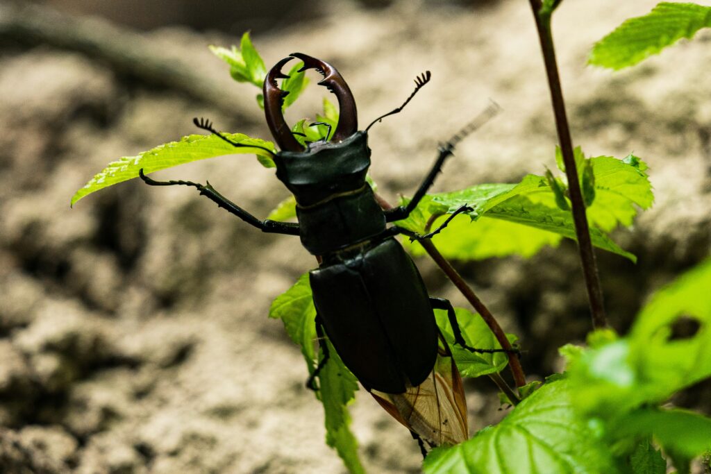 Flower garden with native plants designed to attract soldier beetles