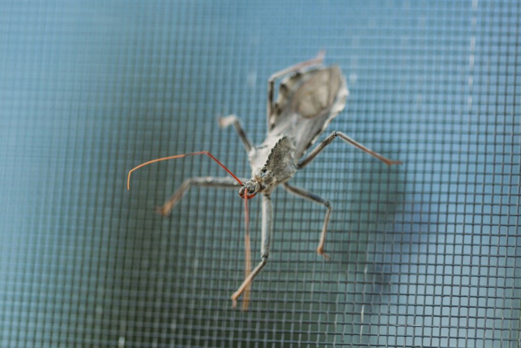 A captive stick insect inside a glass terrarium with plants and branches