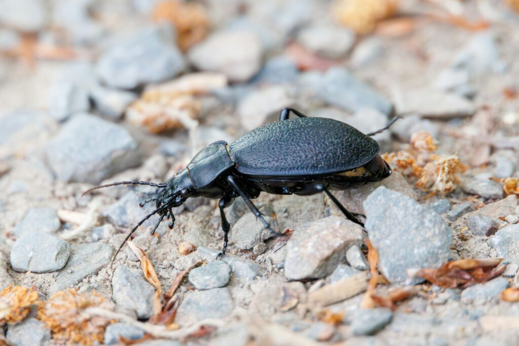 Image showing a beetle habitat threatened by urban development or pesticide use