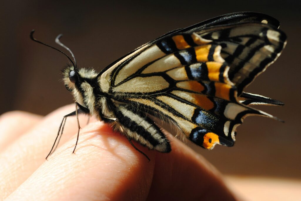 Scientist observing predator reaction to butterflies with and without eyespots