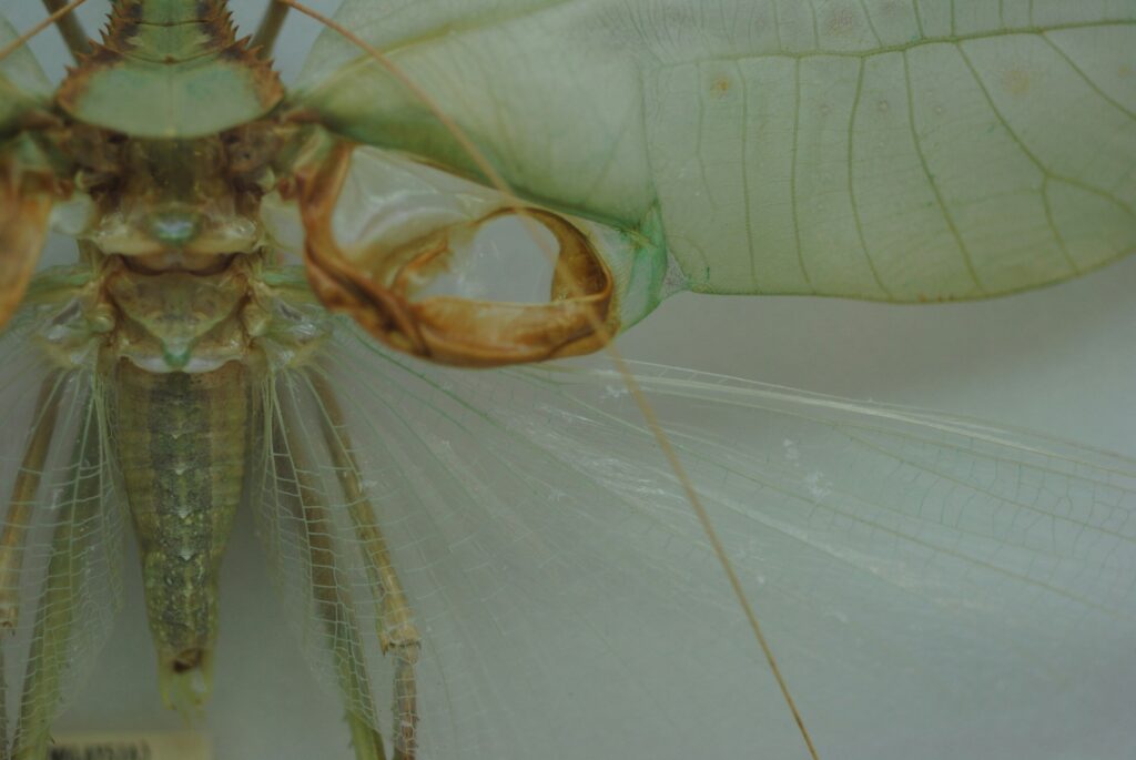Basic supplies for an exotic insect enclosure setup
