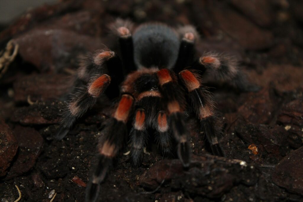 A brightly colored red-kneed tarantula perched on a rock