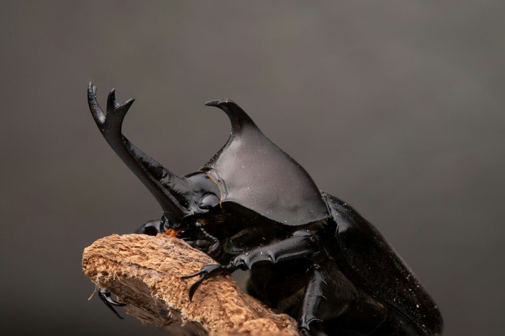 Detailed side view of a rhinoceros beetle showcasing its horn structure