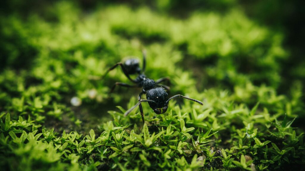 Rainwater moving easily through ant-created tunnels in soil cross-section