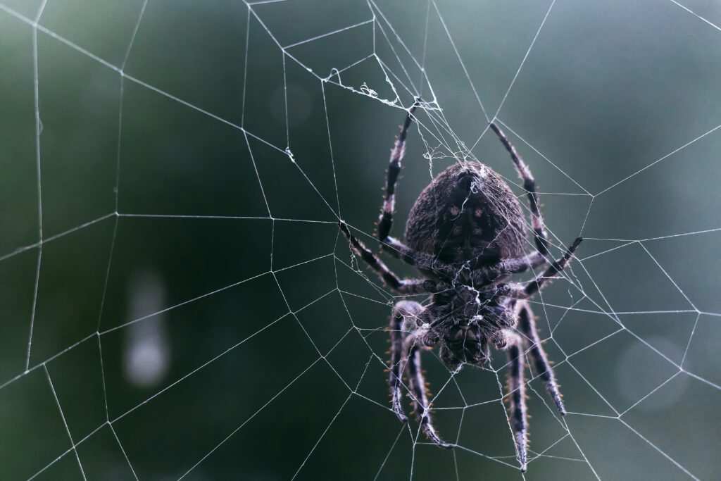 Side-by-side comparison of brown recluse and similar-looking harmless spiders