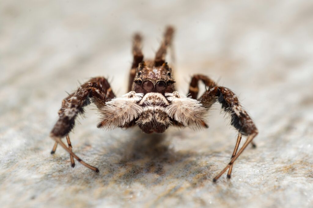 A tarantula in a defensive posture, warning signs not to handle