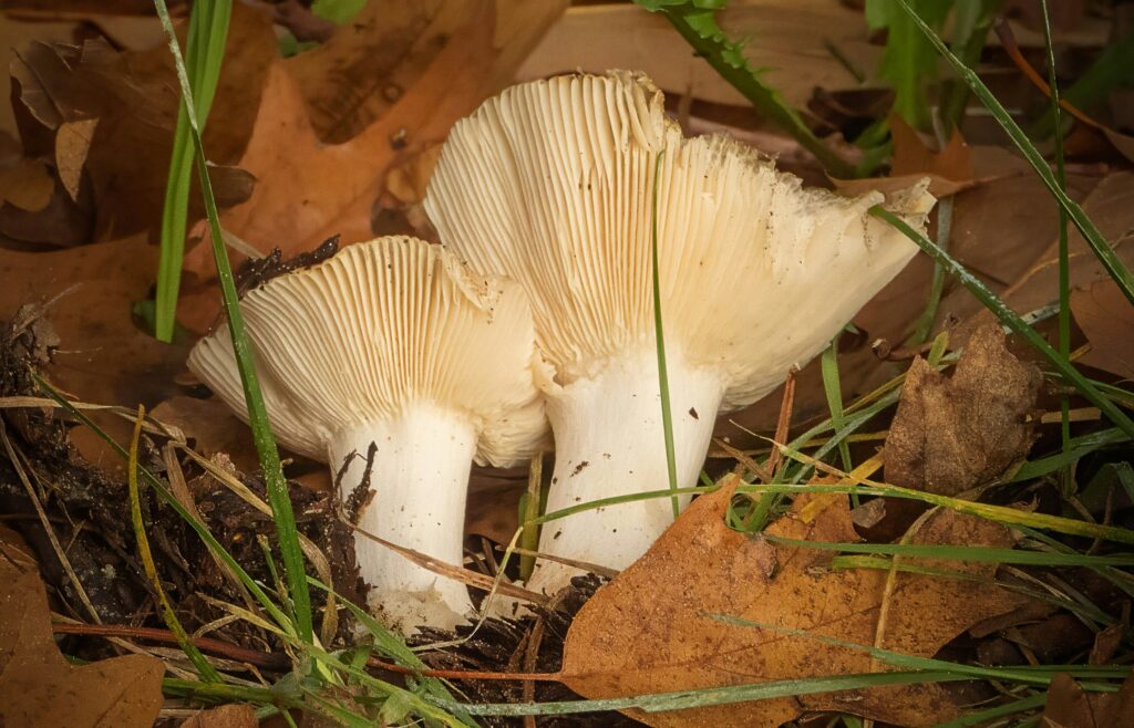 Image of mushrooms and fungal threads decomposing logs in a forest