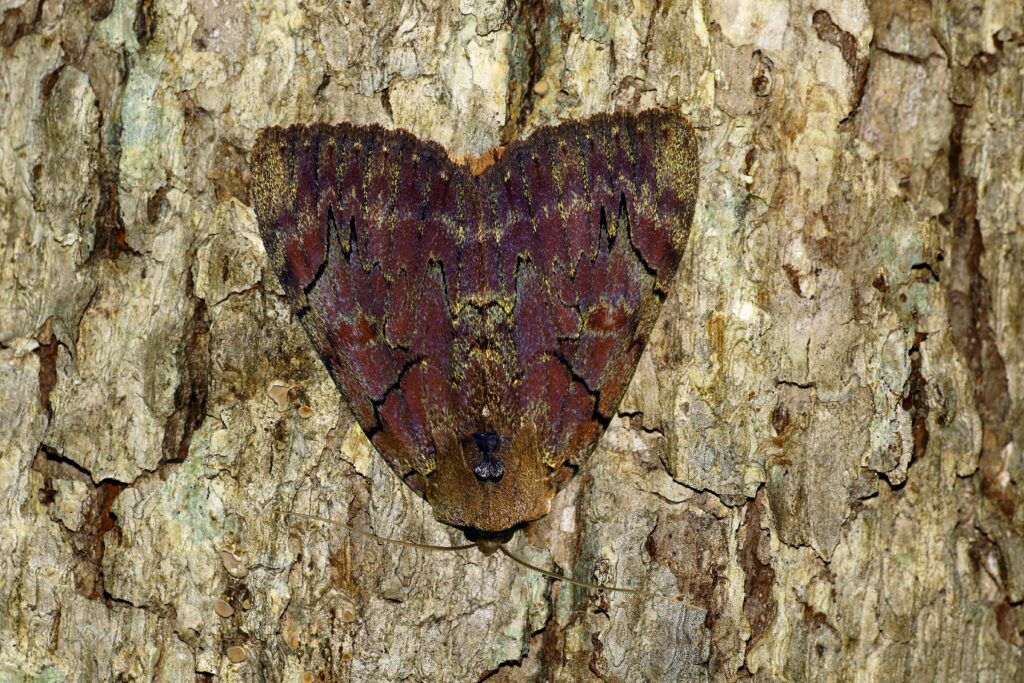 An Atlas moth with open wings resembling snake heads