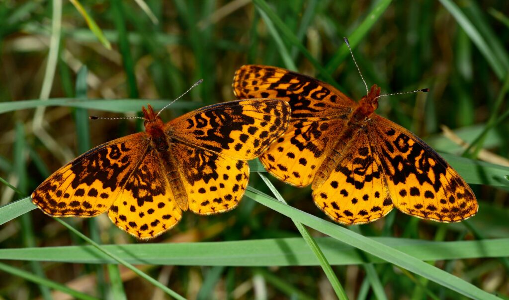 Comparison of butterflies with different seasonal color variations including eyespots