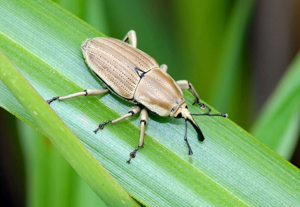 Illustration of soldier beetle as part of a farm’s integrated pest control system