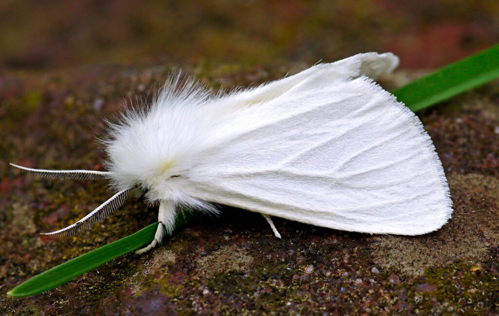 Stylized Native American moth artwork symbolizing a soul’s journey