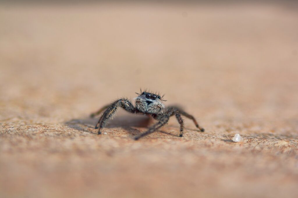 A desert-dwelling spider adapted to hot temperatures and dry conditions