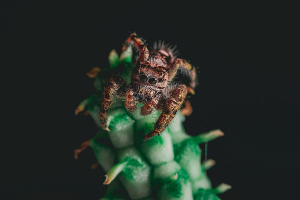 Molecular diagram showing diverse compounds found in spider venom