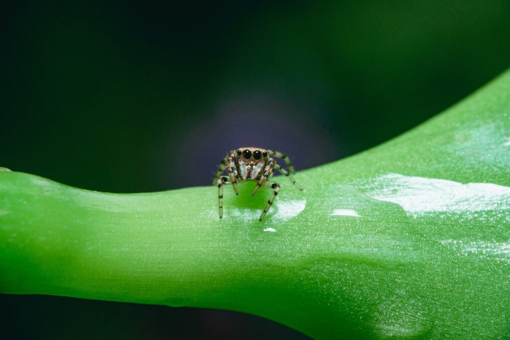 Macro photo of a tiny peacock spider next to a human finger for size comparison