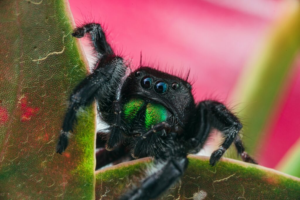 A sleek black tarantula calmly walking on a flat surface