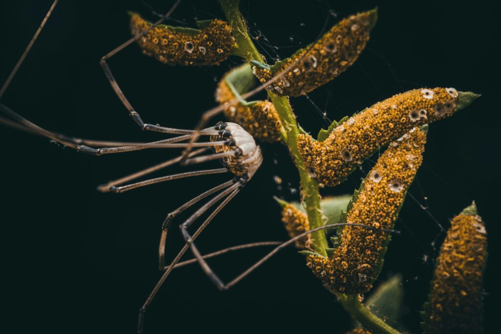 Medical professional treating a patient with a recluse spider bite
