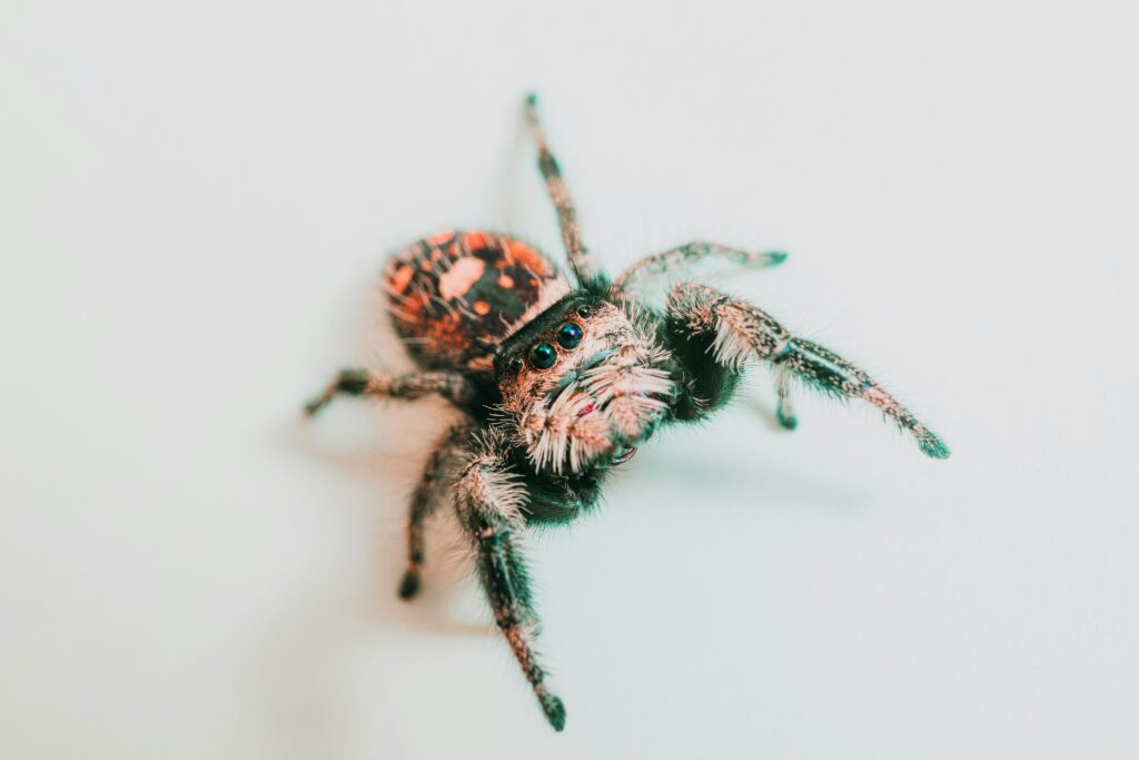 Close-up of various skin marks with text “Not All Are Spider Bites”